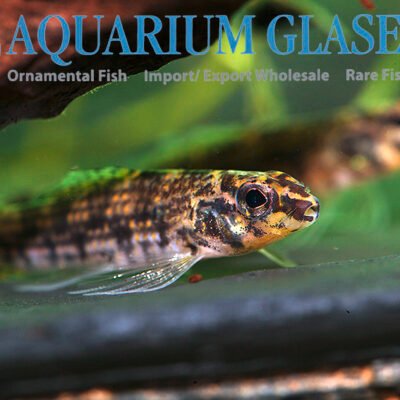 Melanocharacidium dispilomma 3-5cm