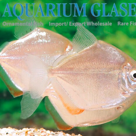 glaser-267812