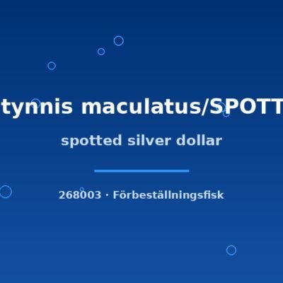 spotted silver dollar 4-6cm