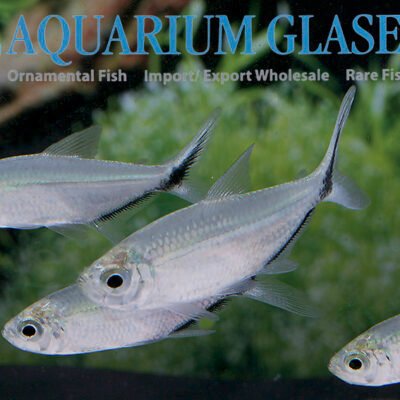 Moenkhausia costae g.br. md