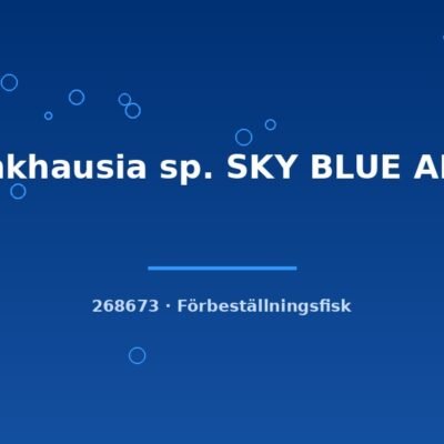 Moenkhausia sp. SKY BLUE AMAYA lg