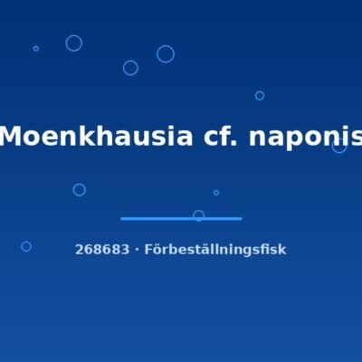 Moenkhausia cf. naponis lg
