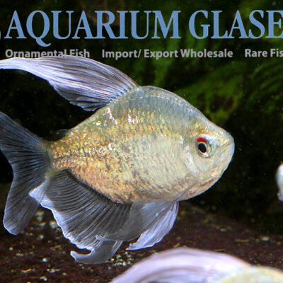 diamond tetra md-lg