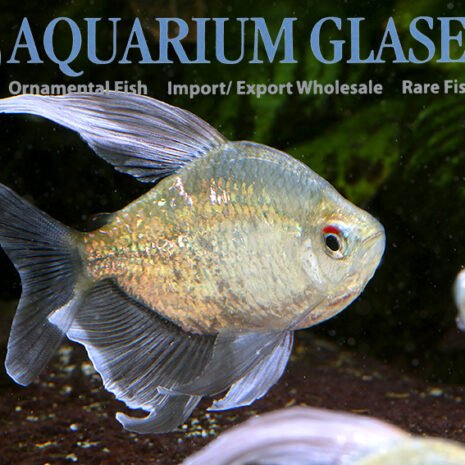 glaser-269103 Diamond tetra (Moenkhausia pittieri g.br.) md–lg