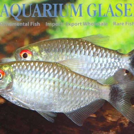 glaser-269303