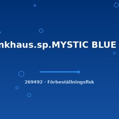 Moenkhaus.sp.MYSTIC BLUE g.br. md