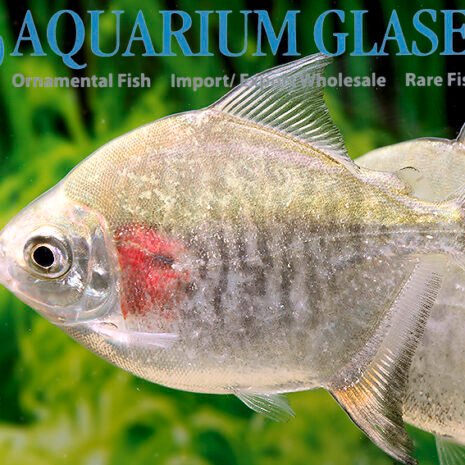 glaser-270054 glaser-270054