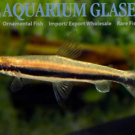 glaser-271803 glaser-271803