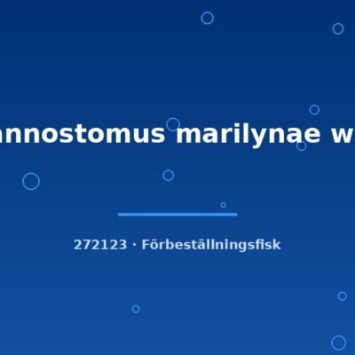 Nannostomus marilynae wild lg