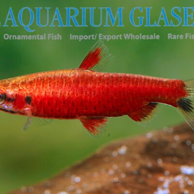 Nannostom.sp.super red CENEPA lg-xlg