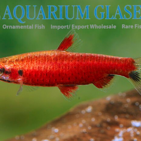 glaser-272245