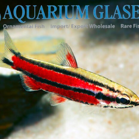 glaser-272264