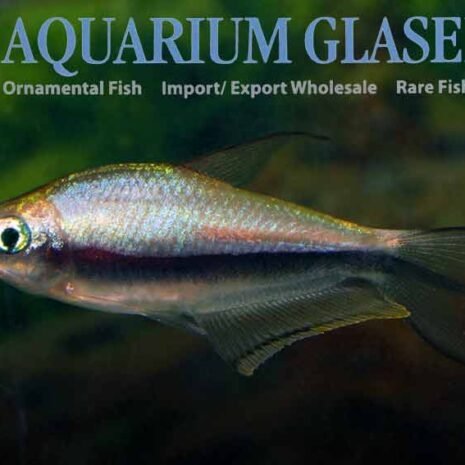glaser-272612