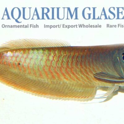 silver arowana 7-9cm
