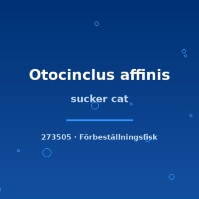 sucker cat xlg