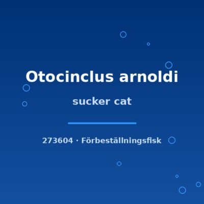 sucker cat lg