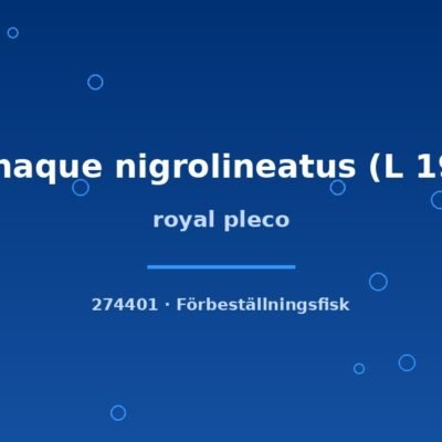 royal pleco 3-5cm