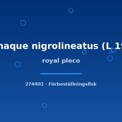 royal pleco 4-6cm
