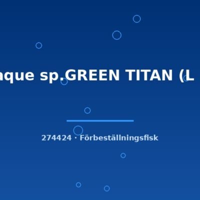 Panaque sp.GREEN TITAN (L 191) 7-9cm