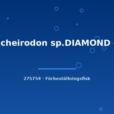 Paracheirodon sp.DIAMOND g.br. lg-xlg