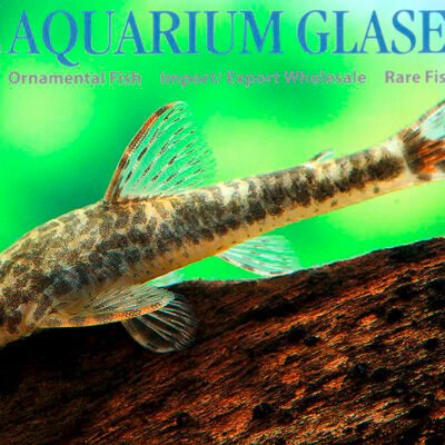 Parotocinclus maculicauda lg-xlg