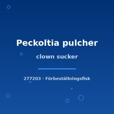 clown sucker 4-5cm