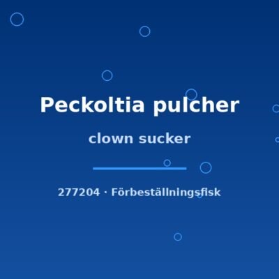 clown sucker 5-6cm
