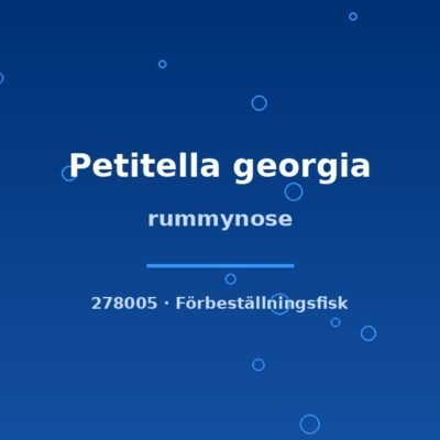 rummynose lg-xlg