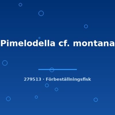 Pimelodella cf. montana 7-9cm