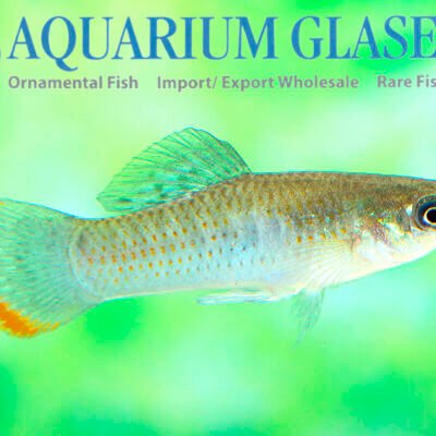 Poecilia butleri bred lg