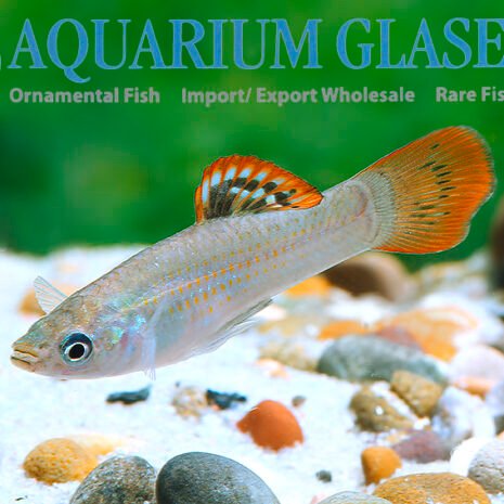 glaser-280563