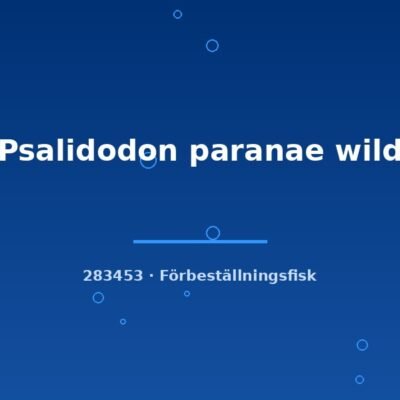 Psalidodon paranae wild 3-6cm