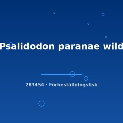 Psalidodon paranae wild 5-9cm