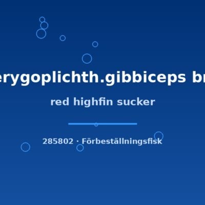 red highfin sucker 5-6cm