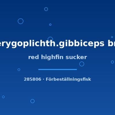 red highfin sucker 12-15cm