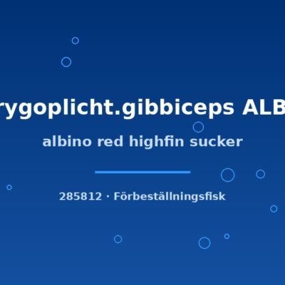 Albino red highfin sucker (Pterygoplicht.gibbiceps ALBINO) 4–6cm
