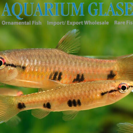 glaser-286783 glaser-286783