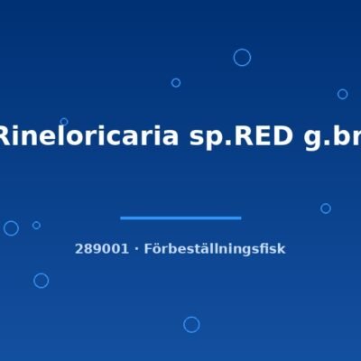 Rineloricaria sp.RED g.br. 4-5cm