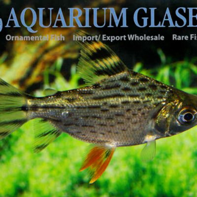 Semaprochilodus taeniurus 1-2cm