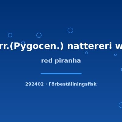 Red piranha (Serr.(Pygocen.) nattereri wild) 2–3cm