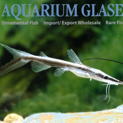shovelnose 8-10cm