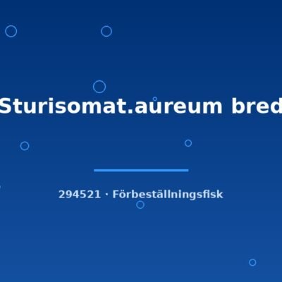 Sturisomat.aureum bred 4-6cm