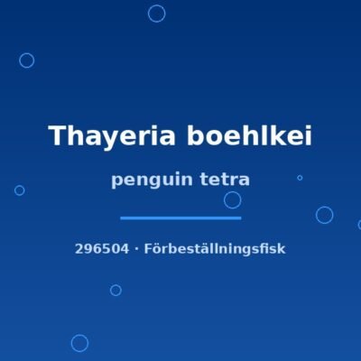 penguin tetra lg
