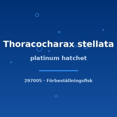 Platinum hatchet (Thoracocharax stellata) lg–xlg