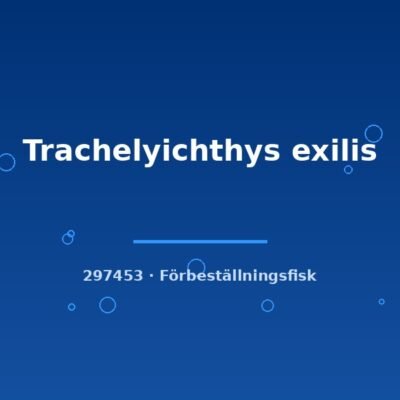 Trachelyichthys exilis 4-6cm