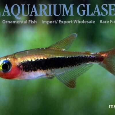 Tucanoichthys tucano md-lg