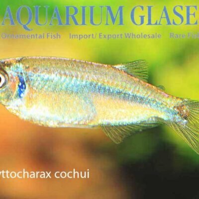 Tyttocharax cochui md