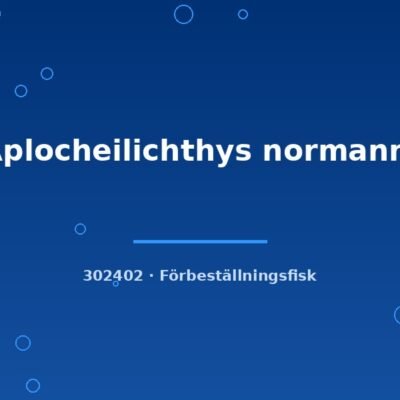 Aplocheilichthys normanni md