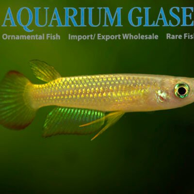Aplocheilus lineatus GOLD g.br xl