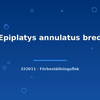 Epiplatys annulatus bred sm